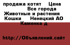 продажа котят  › Цена ­ 15 000 - Все города Животные и растения » Кошки   . Ненецкий АО,Каменка д.